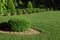 Clipped thuja bush with yellow stone mulching.