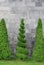 Clipped thuja trees on the background of a gray stone wall