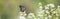 Clipped to banner size image of Chestnut Tiger butterfly flying in the thoroughwort flower garden