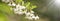 Clipped to banner size image of Japanese snowbell trees in full blooms