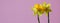 Clipped to banner size image of Yellow daffodilas isolated on a pink background