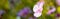 Clipped to banner size of pink japanese anemone image.