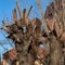 Clipped tree crown acacia on city street