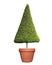 Clipped triangle cone shape symmetrical topiary tree on clay pot isolated on white background for outdoor and garden design