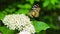 A Clipper butterfly eating white Ixora nectar.