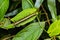 Clipper Parthenos sylvia caterpillar
