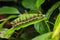 Clipper Parthenos sylvia caterpillar