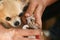 Clipping a dog\'s claws