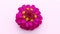 Clips video colorful pink flowers zinnia elegans arrangement flat lay postcard style