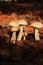 Clitocybe connata autumn mushroom growing on soil