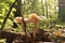 Clitocybe fragrans in the autumn forest