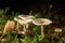 Clitocybe fragrans mushrooms growing in the forest