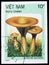 Clitocybe geotropa, Mushrooms serie, circa 1987