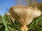 Clitocybe gibba gills