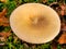 Clitocybe gibba mushroom