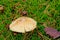 Clitocybe mushroom on the forest floor