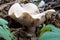 Clitocybe nebularis between fallen leaves