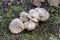 Clitocybe nebularis, known as the clouded agaric or cloud funnel mushrooms on the forest floor