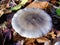 Clitocybe nebularis mushroom