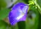 Clitoria ternatea or Aparajita flower