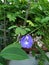 Clitoria ternatea as known as &#Bunga Telang&# in Bali Indonesia