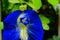 Clitoria Ternatea or Butterfly Pea Flower