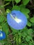 Clitoria ternatea flower. nature background wallpaper,