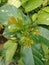 Clitoria ternatea leaf, nature background wallpaper.