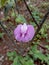 Clitoria ternatea or Telang flower, a purple flower whose petals resemble the vagina and clitoris