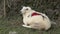 Clive the love sheep celebrating valentines day with a love heart on his back