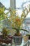 clivia with blossoms, yellow flowers, cactus, yucca palm tree
