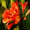 Clivia Bush Flame Kaffir Lily