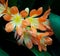 Clivia Or Bush Lily In Bloom