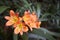 Clivia x cyrtanthiflora Van Houtte flower blossom
