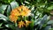 Clivia flower in bloom. Beautiful botanical photography for gardening magazines, calendars. Orange tropical flower