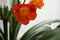 Clivia home flower and office plant on a light background