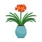Clivia house plant in flower pot
