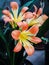 Clivia lily