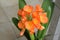 clivia lily blooming in spring
