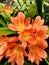 The Clivia lily close up view.