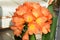 clivia lily in full bloom