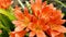 The Clivia lily. Orange flowers.