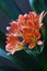 Clivia miniata Blossom