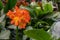 Clivia miniata blossom, stemless evergreen plant. An orange flower on a high stem of clivia amaryllis