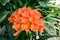 Clivia miniata in full bloom