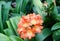Clivia miniata Kaffir Lily