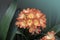 Clivia miniata Natal lily, bush lily, Kaffir lily