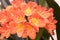 Clivia miniata orange ornamental tropical flower, bunch of flowers