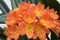 Clivia miniata orange ornamental tropical flower, bunch of flowers