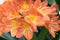 Clivia miniata orange ornamental tropical flower, bunch of flowers